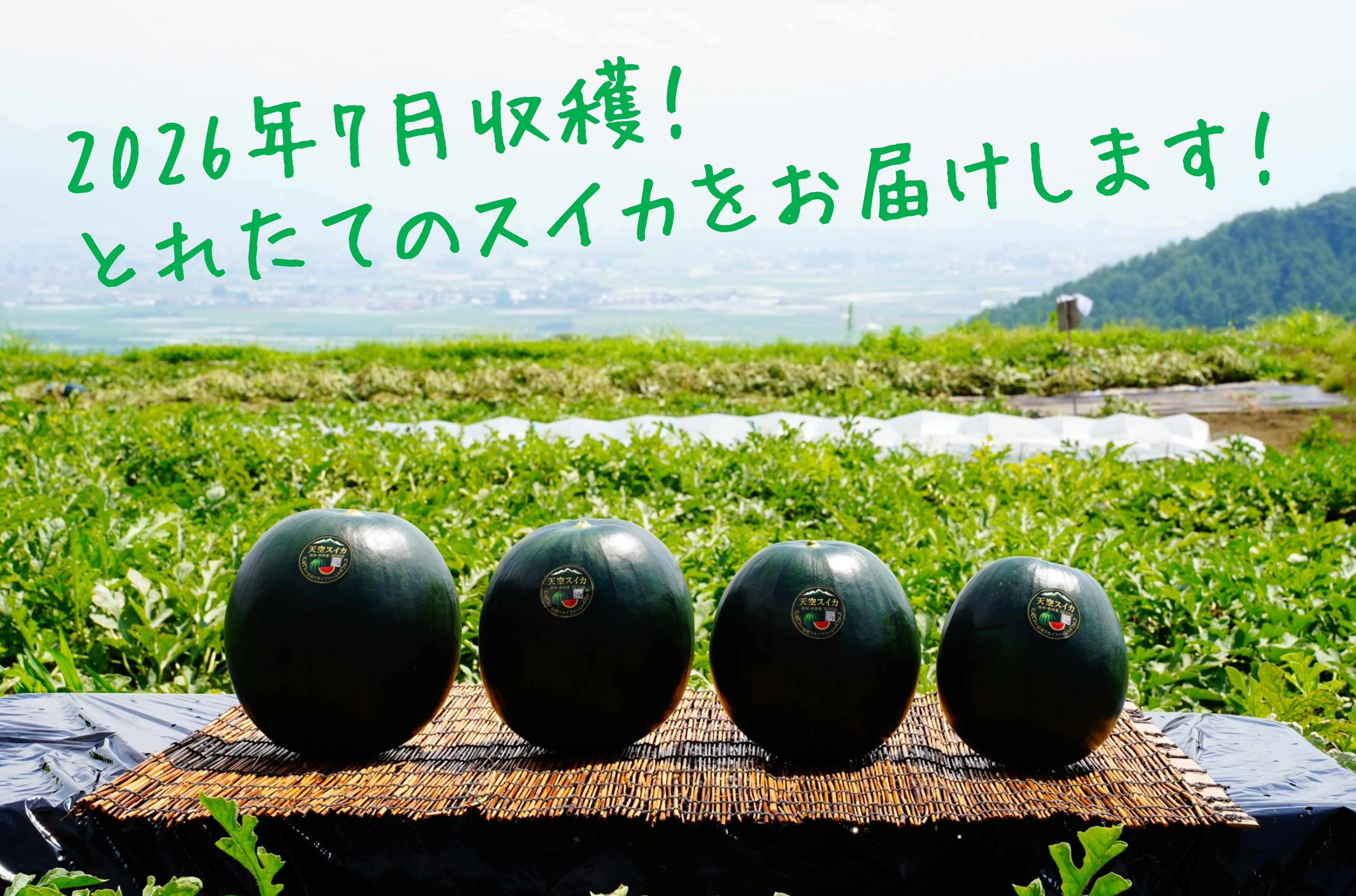 ふるさと納税でお届けする波田産スイカ